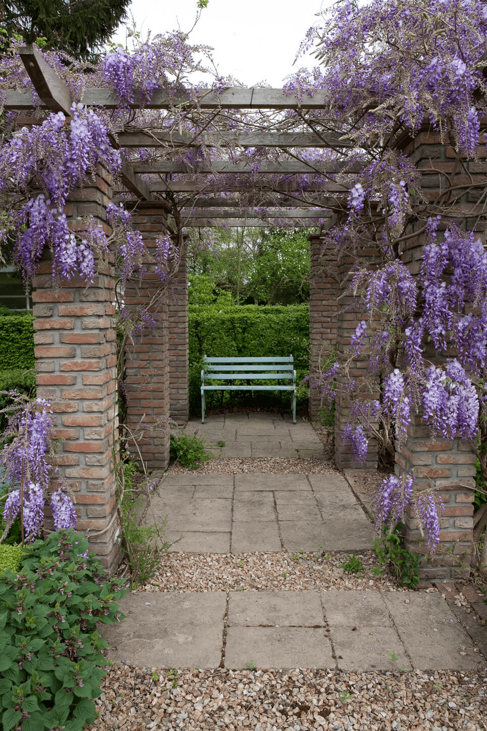Blauweregen pergola met paarse bloemen
