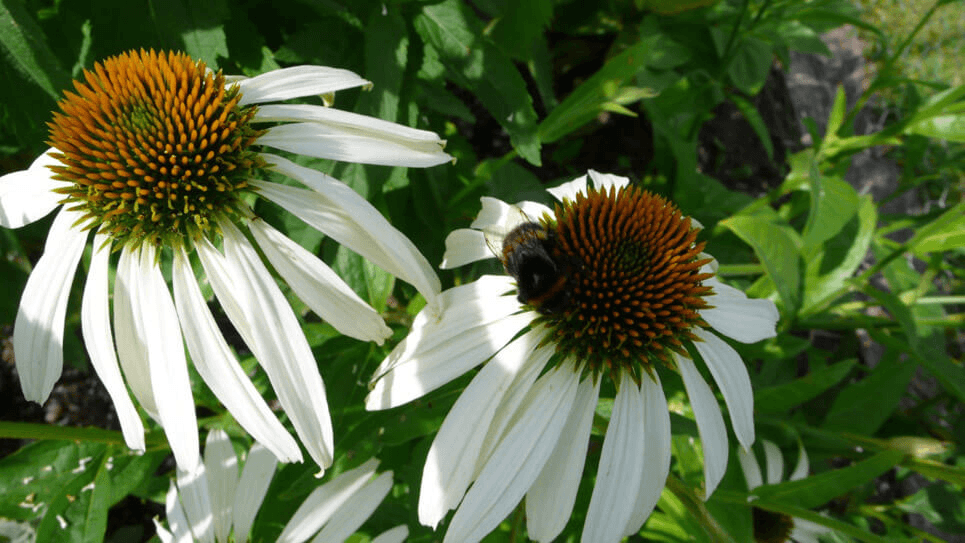 Langbloeiende planten in de tuin