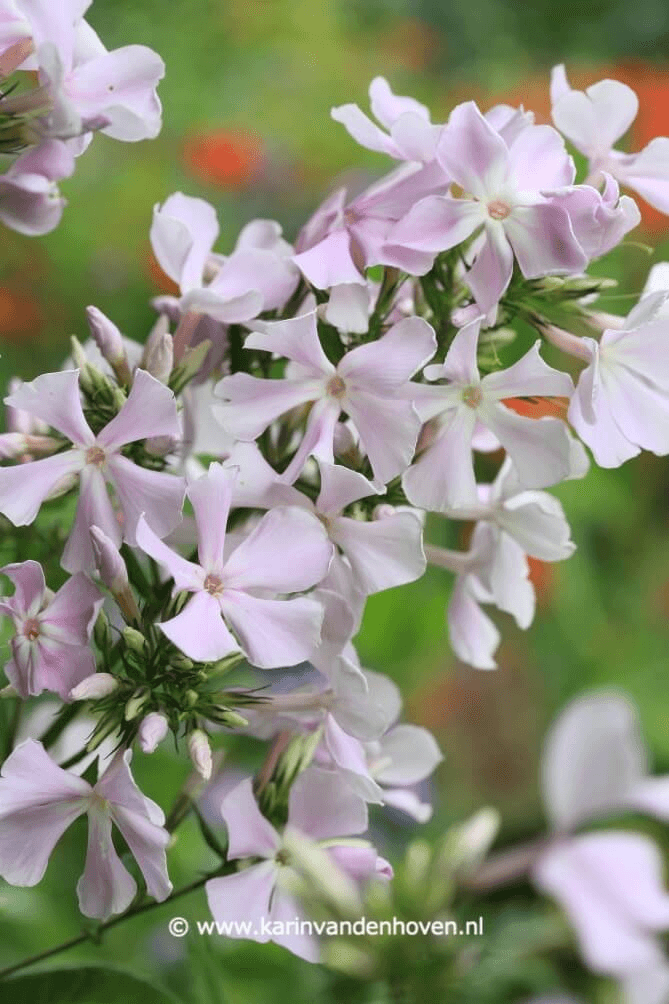 Phlox bloemen in de tuin