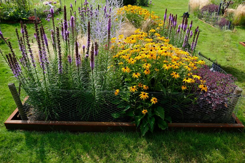 Garden border with purple spiky flowers and bright yellow daisy-like blooms in raised bed