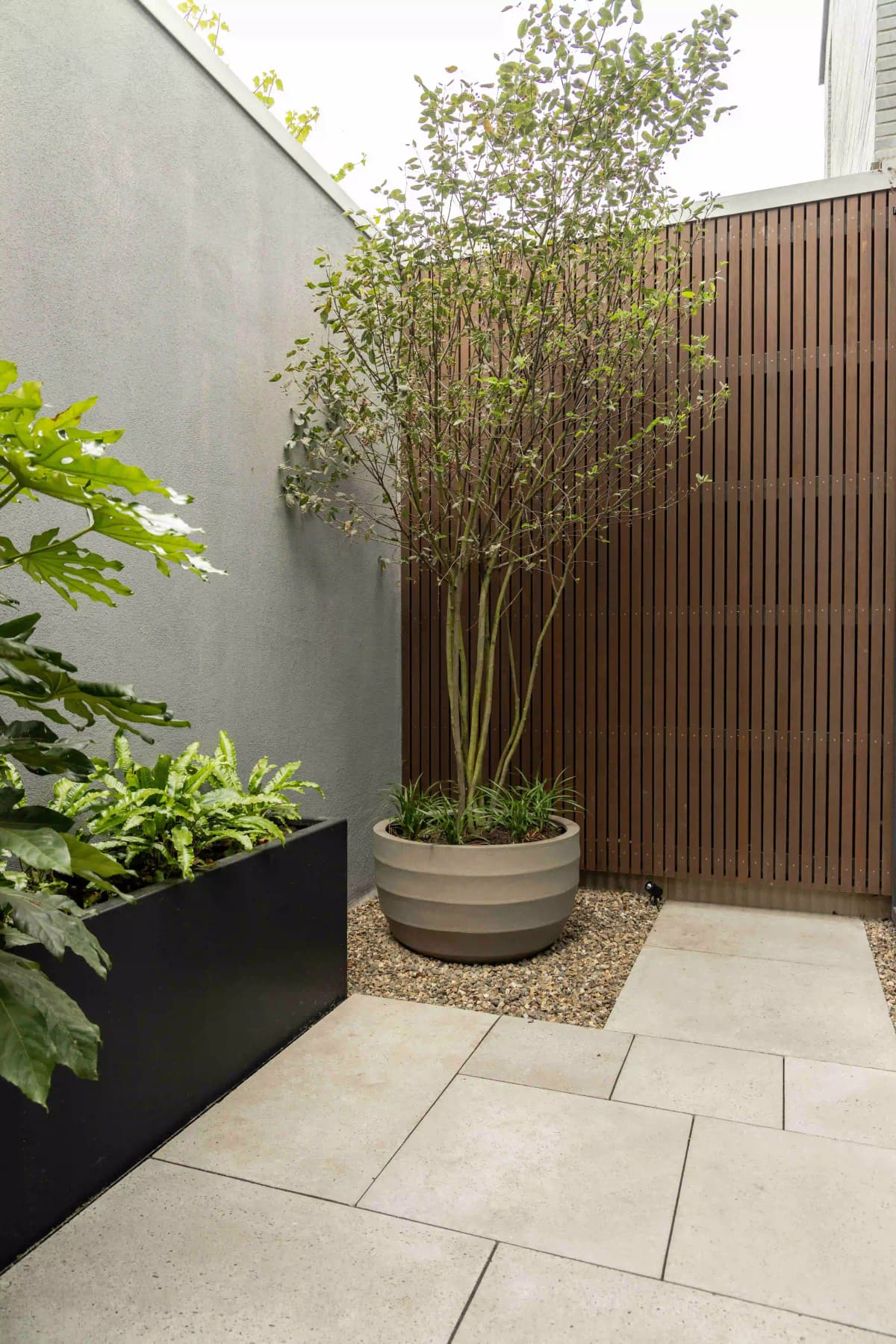 Courtyard garden with tree in planter and vertical wooden fence