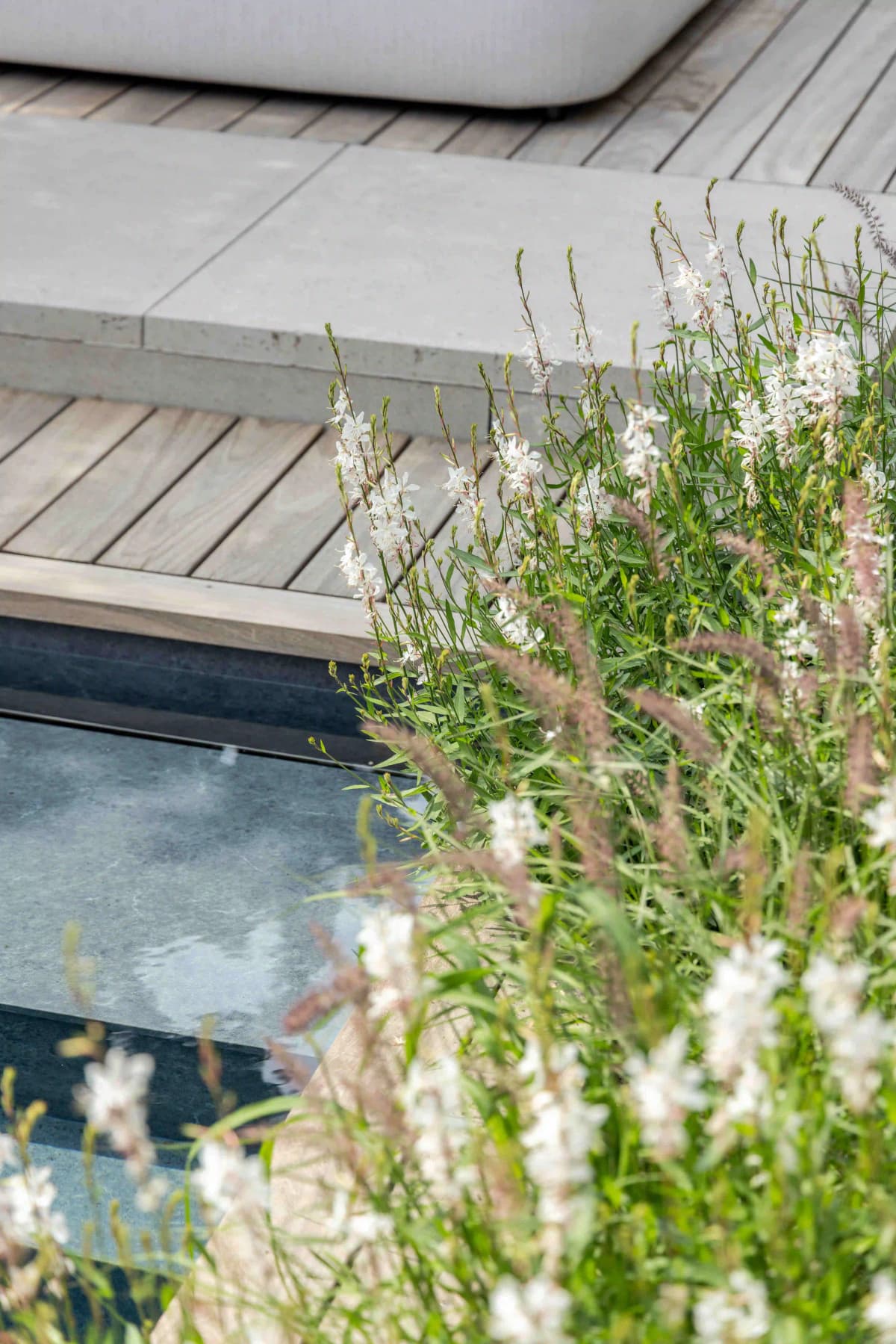 Close-up of white flowering plants by pool edge with wooden deck