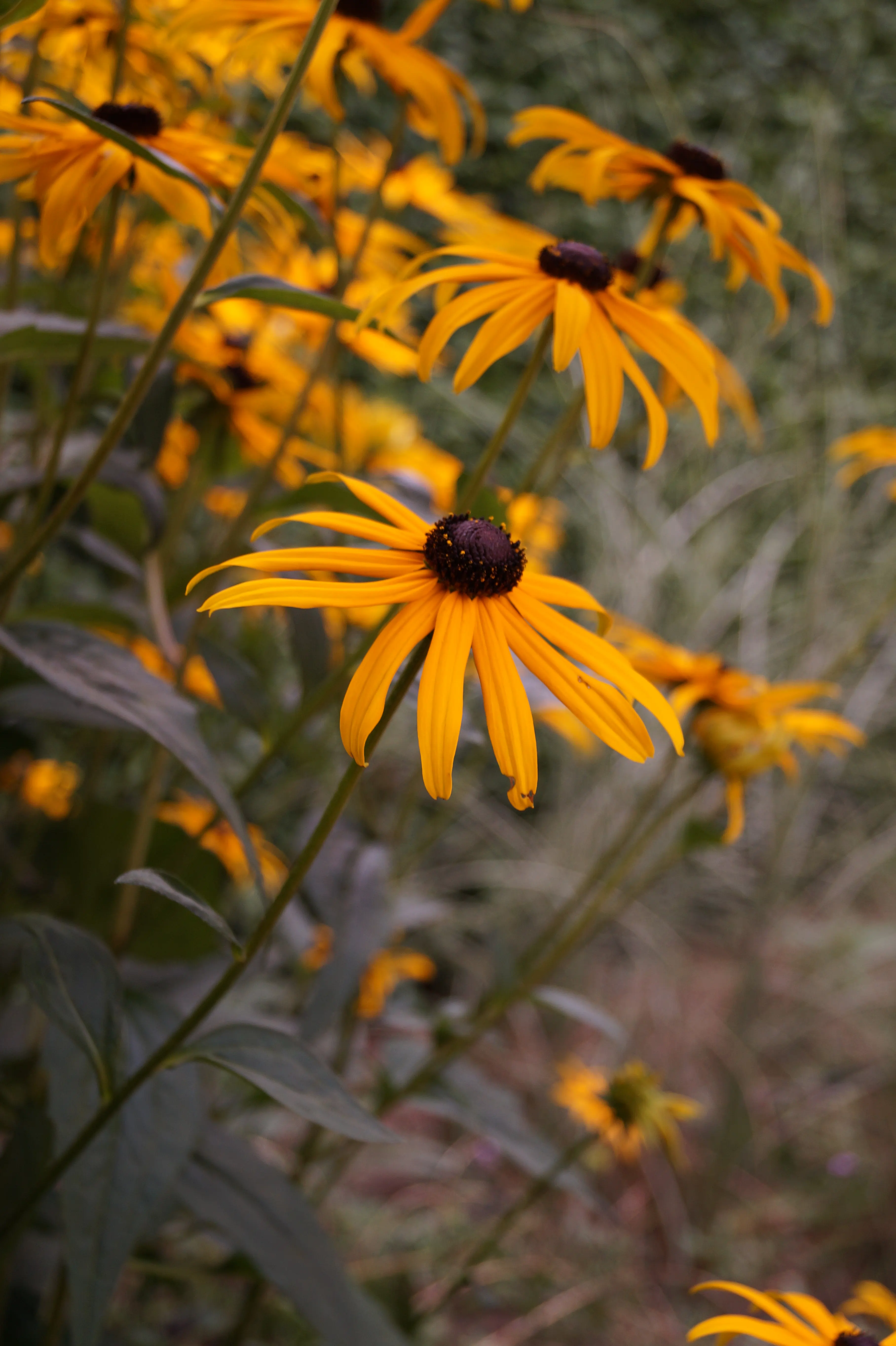 Close-up van oranje Rudbeckia bloemen in mediterrane tuin