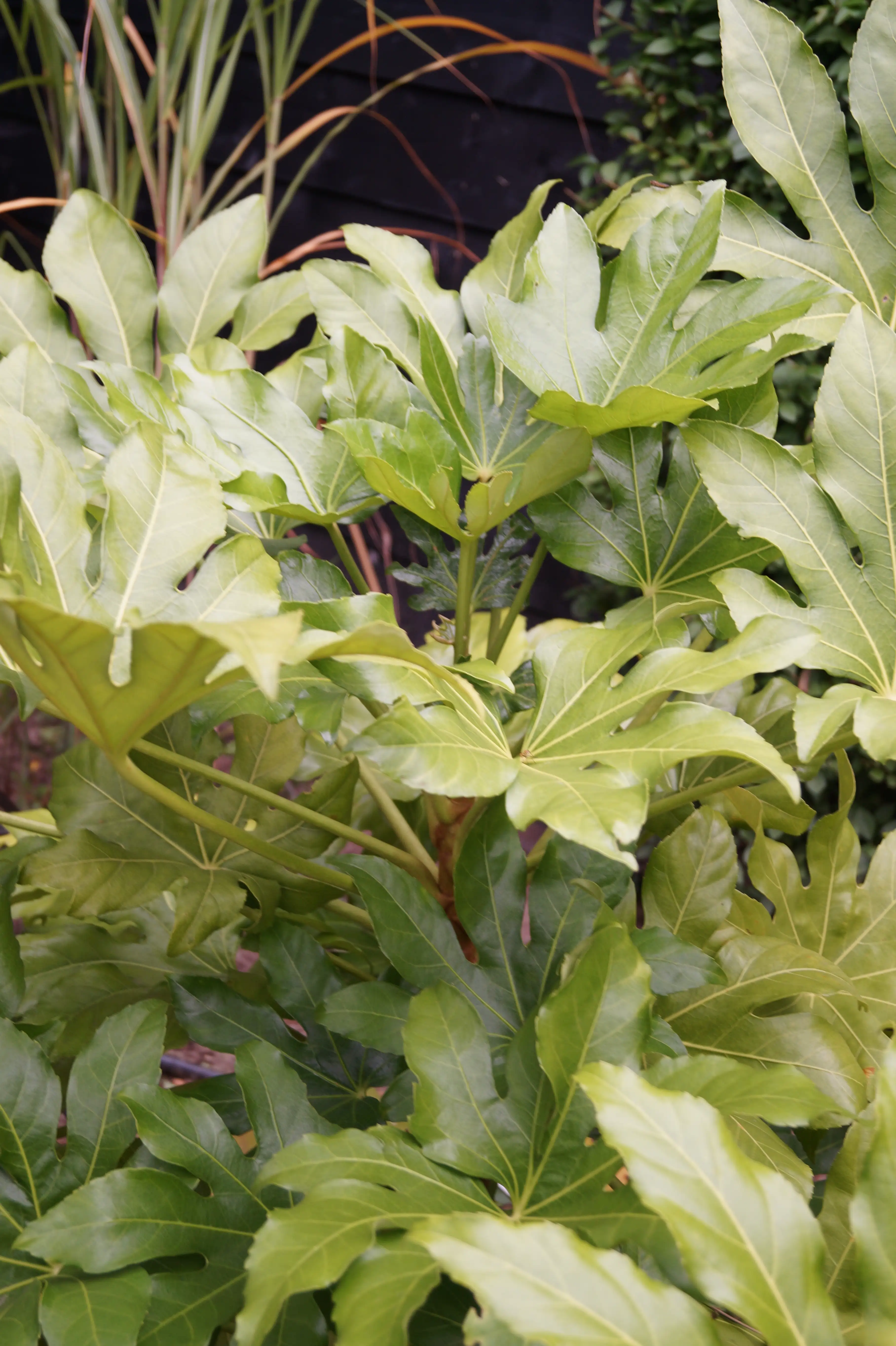 Close-up van Fatsia japonica met grote groene bladeren