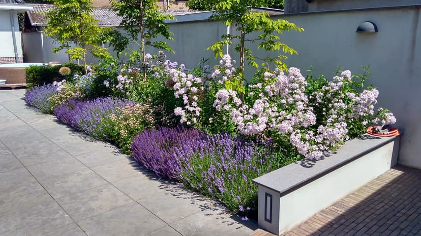 Modern contemporary garden with raised concrete planters, purple lavender borders and white flowering shrubs