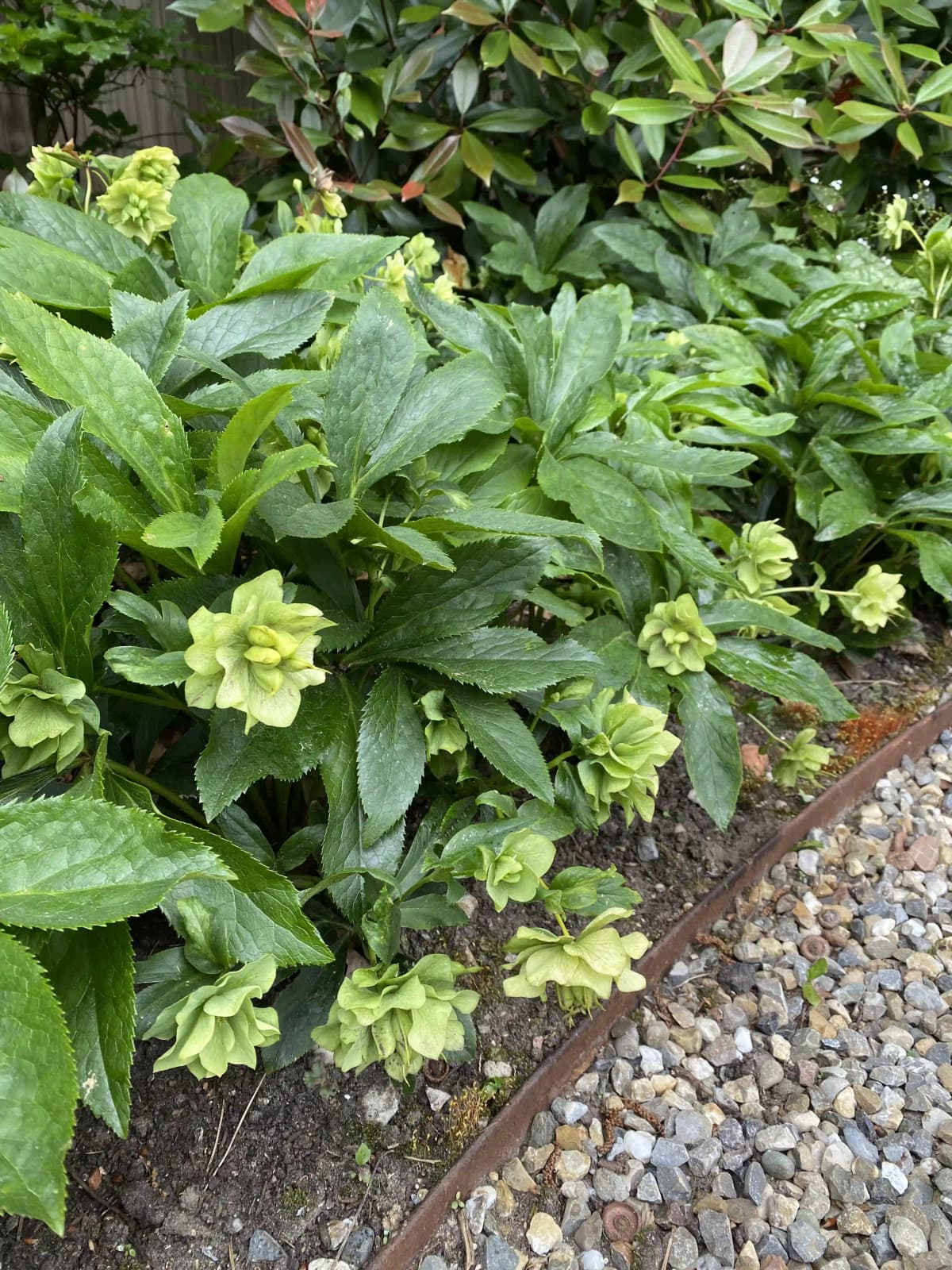 Groene helleborus bloemen in voorjaar