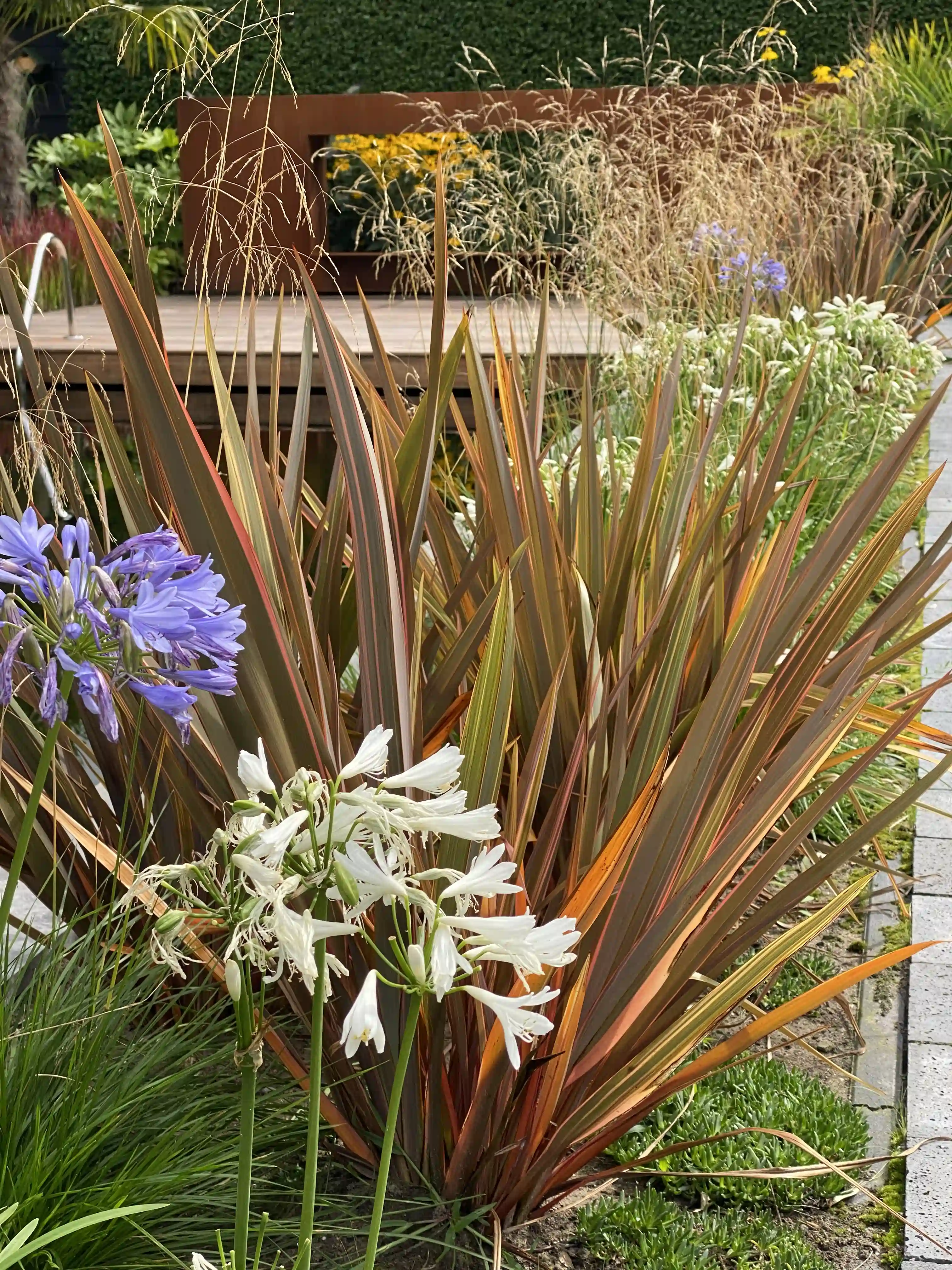 Kleurrijke beplanting met bronzen Phormium, witte lelies en paarse Agapanthus