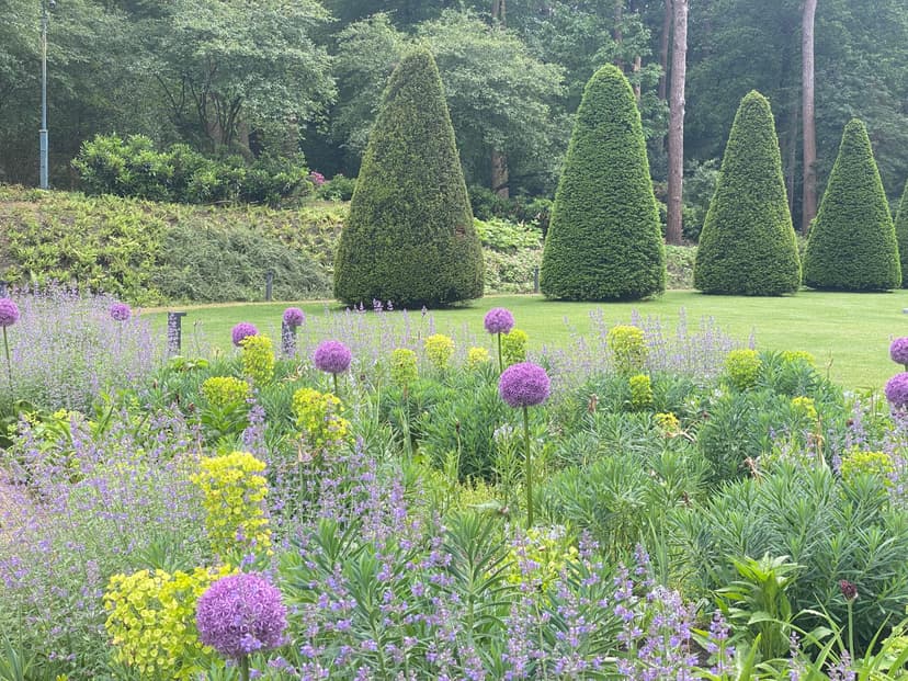 Formal garden with purple alliums and topiary