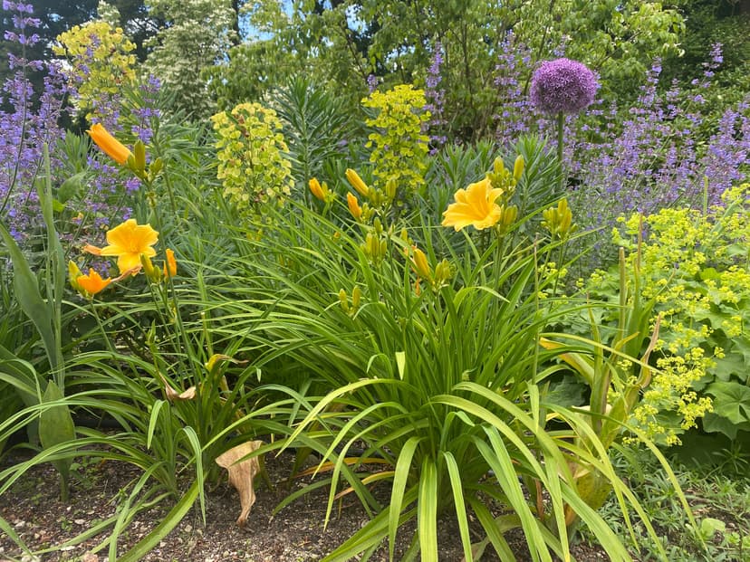 Close-up of orange day lilies and purple alliums