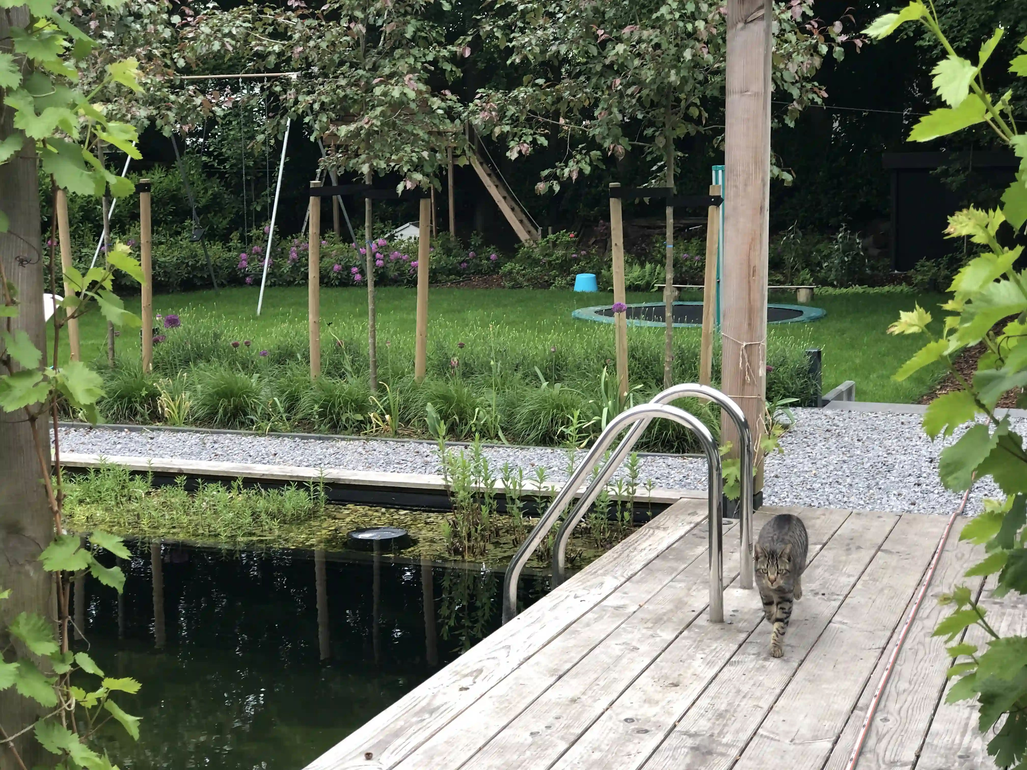 Houten vlonder over zwemvijver met kat, zwembadladder en waterplanten
