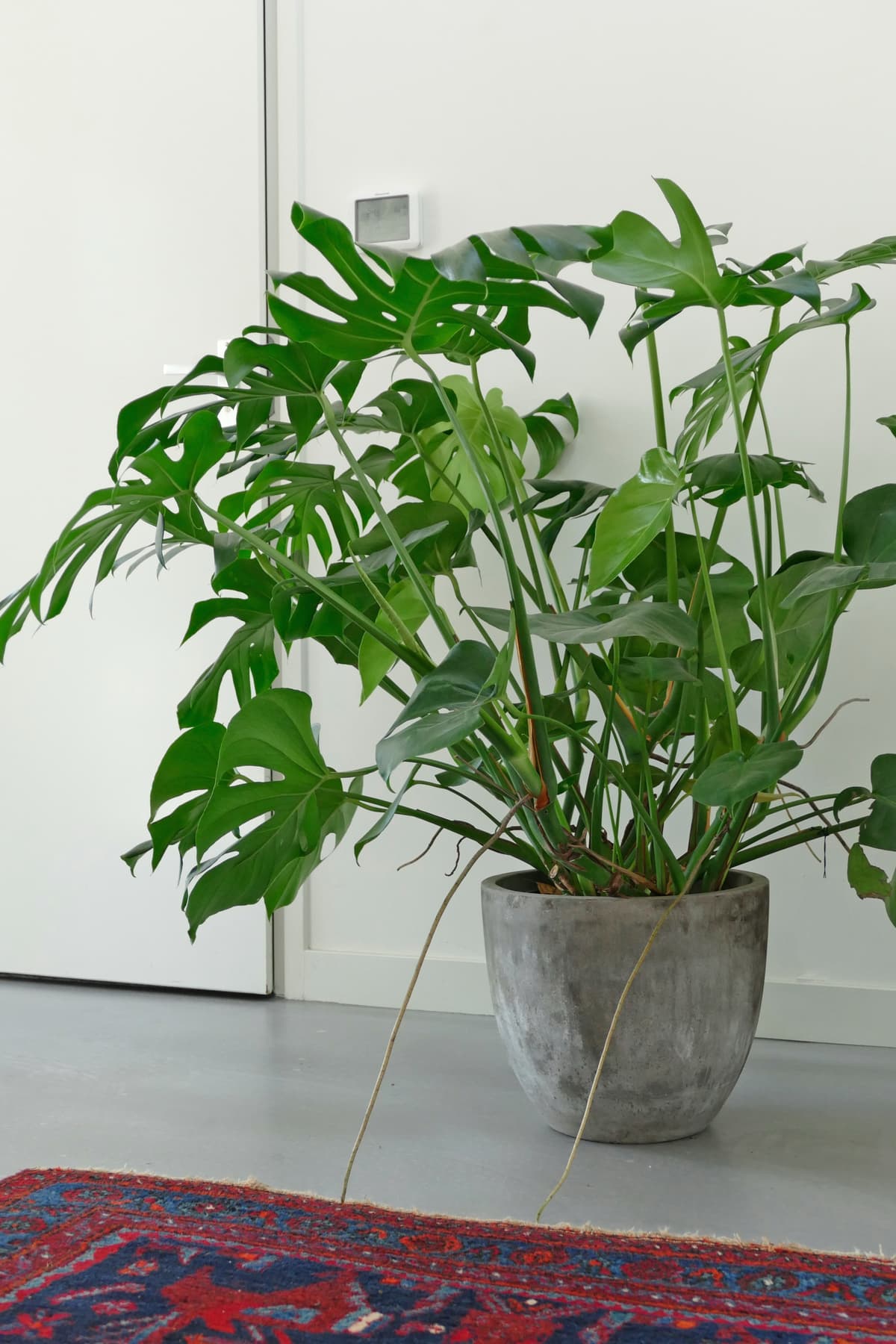 Grote Monstera plant in betonnen pot op gevlinderde vloer