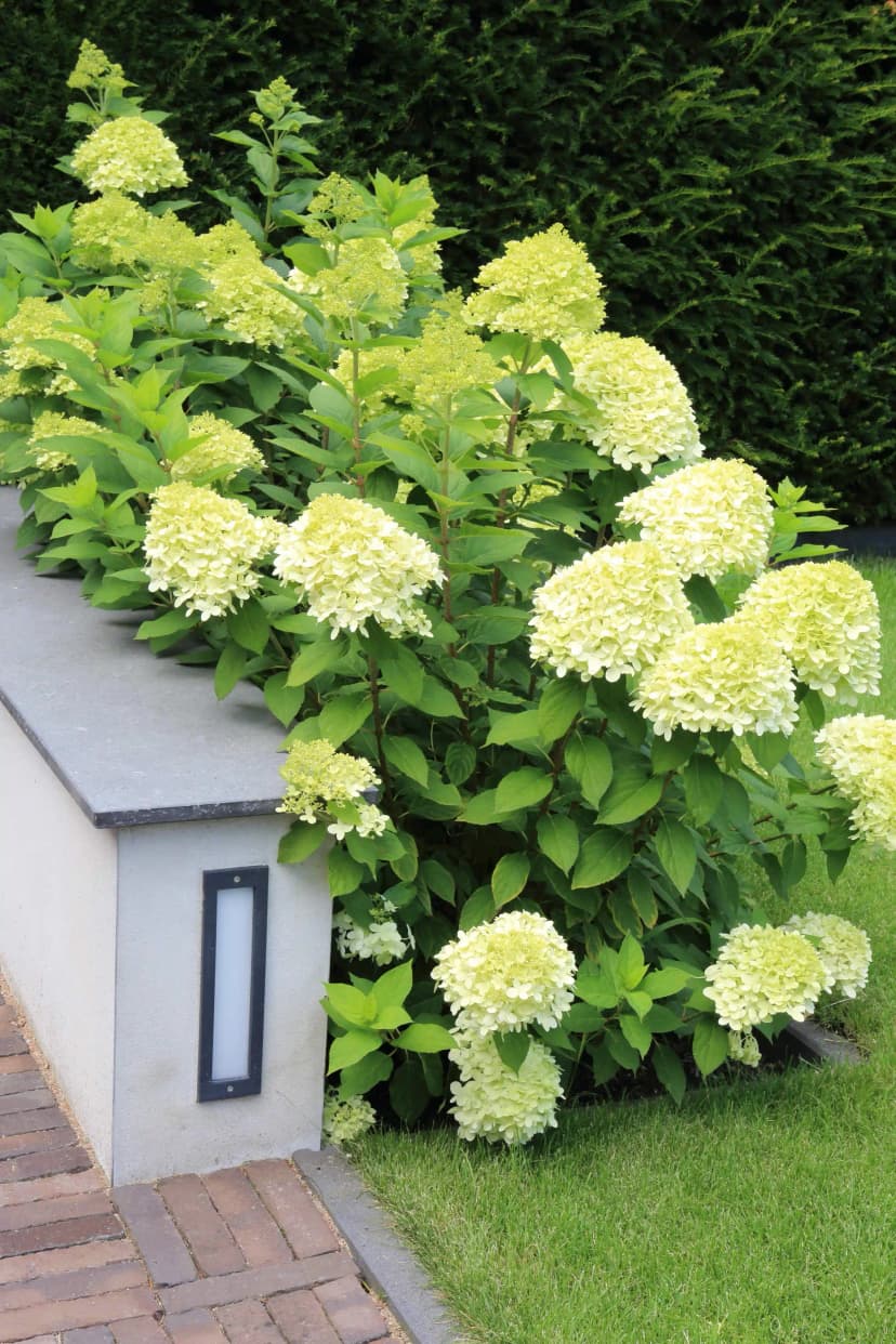 White and green hydrangeas against modern wall with lighting