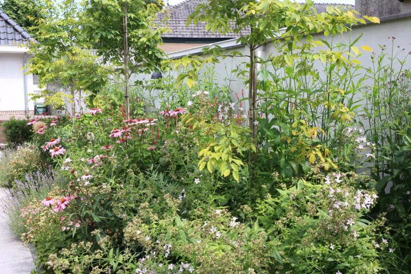 Lush garden border with pink echinacea flowers and mixed perennials