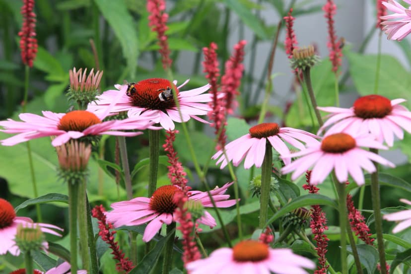 Close-up of pink echinacea flowers with bee