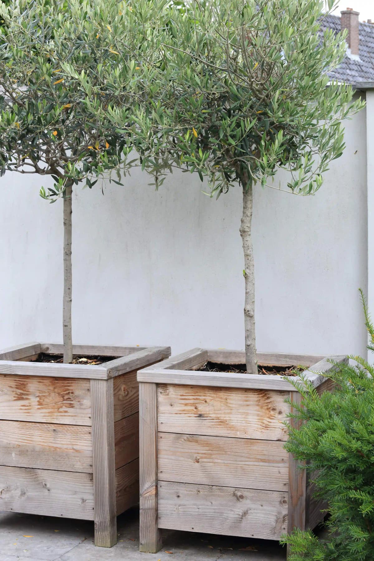 Two wooden planters with olive trees against modern white wall