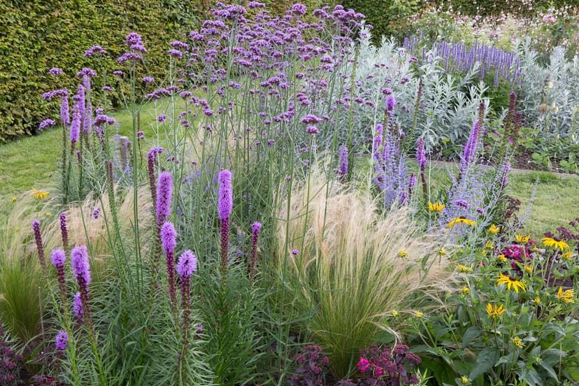 Naturalistic perennial border with purple Verbena bonariensis, Liatris spikes, ornamental grasses, and yellow Rudbeckia flowers