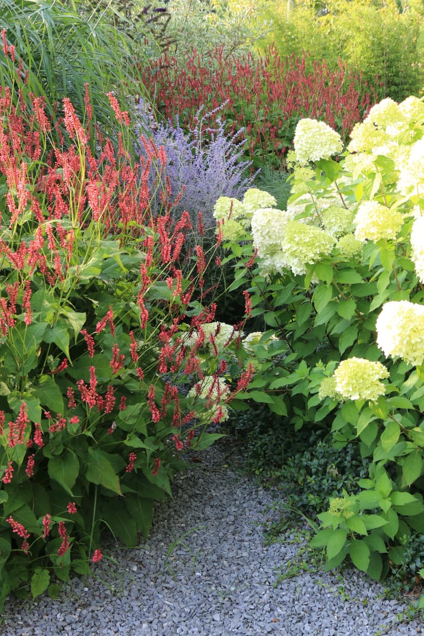 Garden path with coral perennials and white hydrangeas