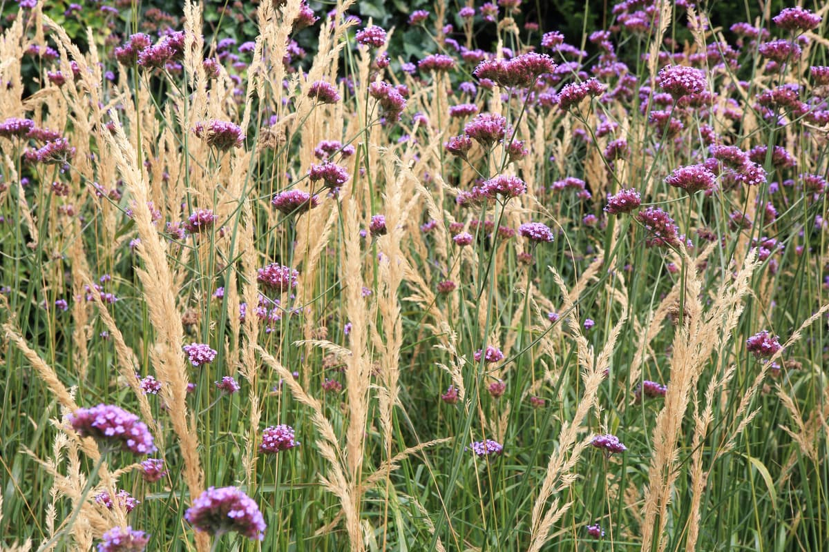 Close-up van siergrassen en ijzerhard voor natuurlijke beweging