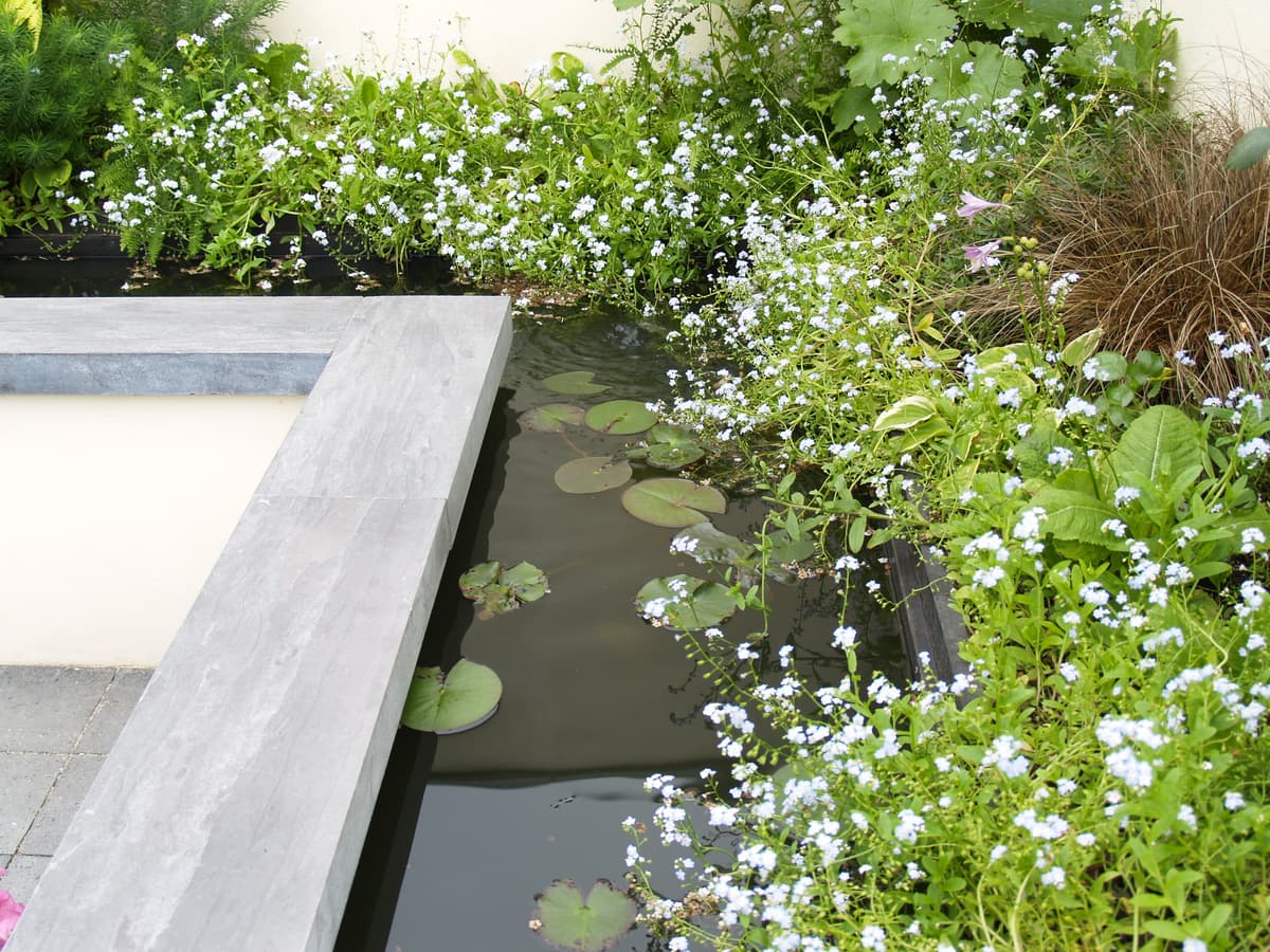 Waterpartij met waterlelies en witte bloemen langs de rand