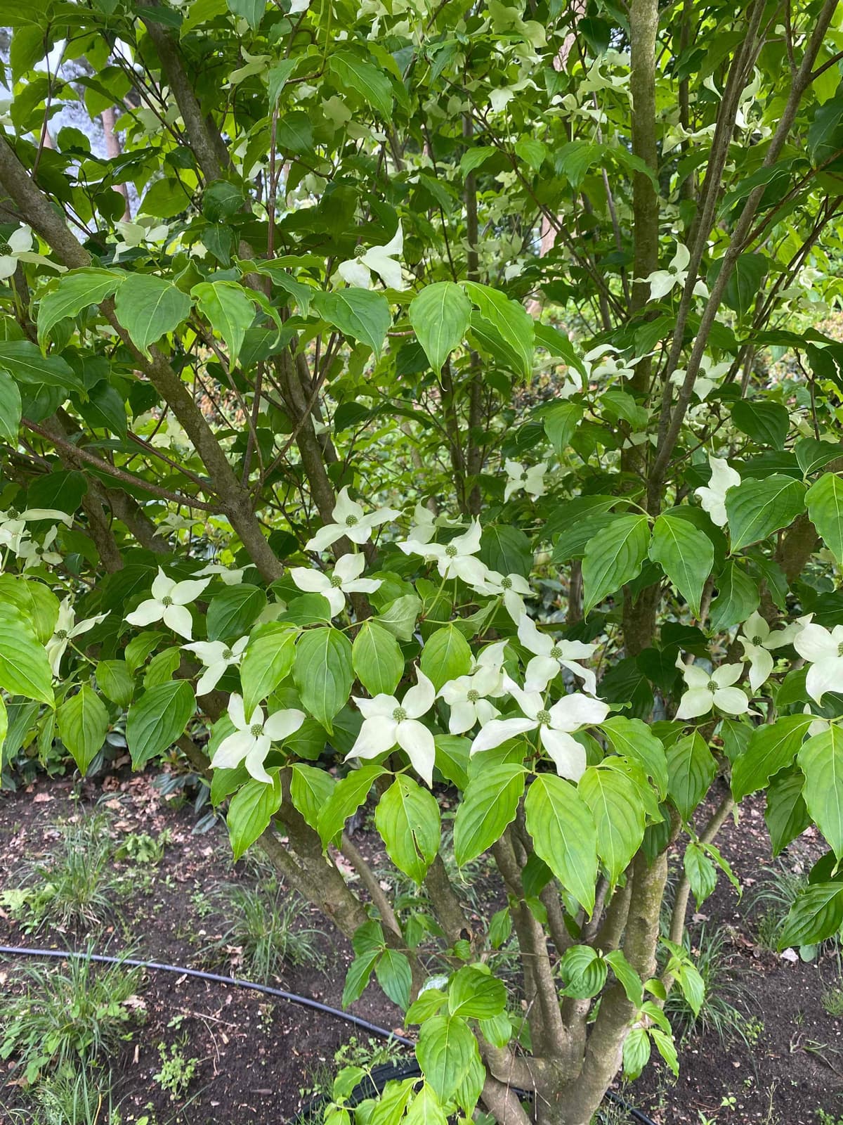 Cornus kousa (Japanse kornoelje) met witte bloemen in volle bloei