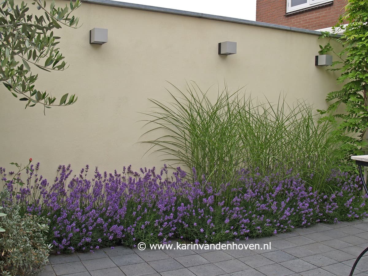Lavendelborder met siergrassen tegen crème muur met kubische verlichting