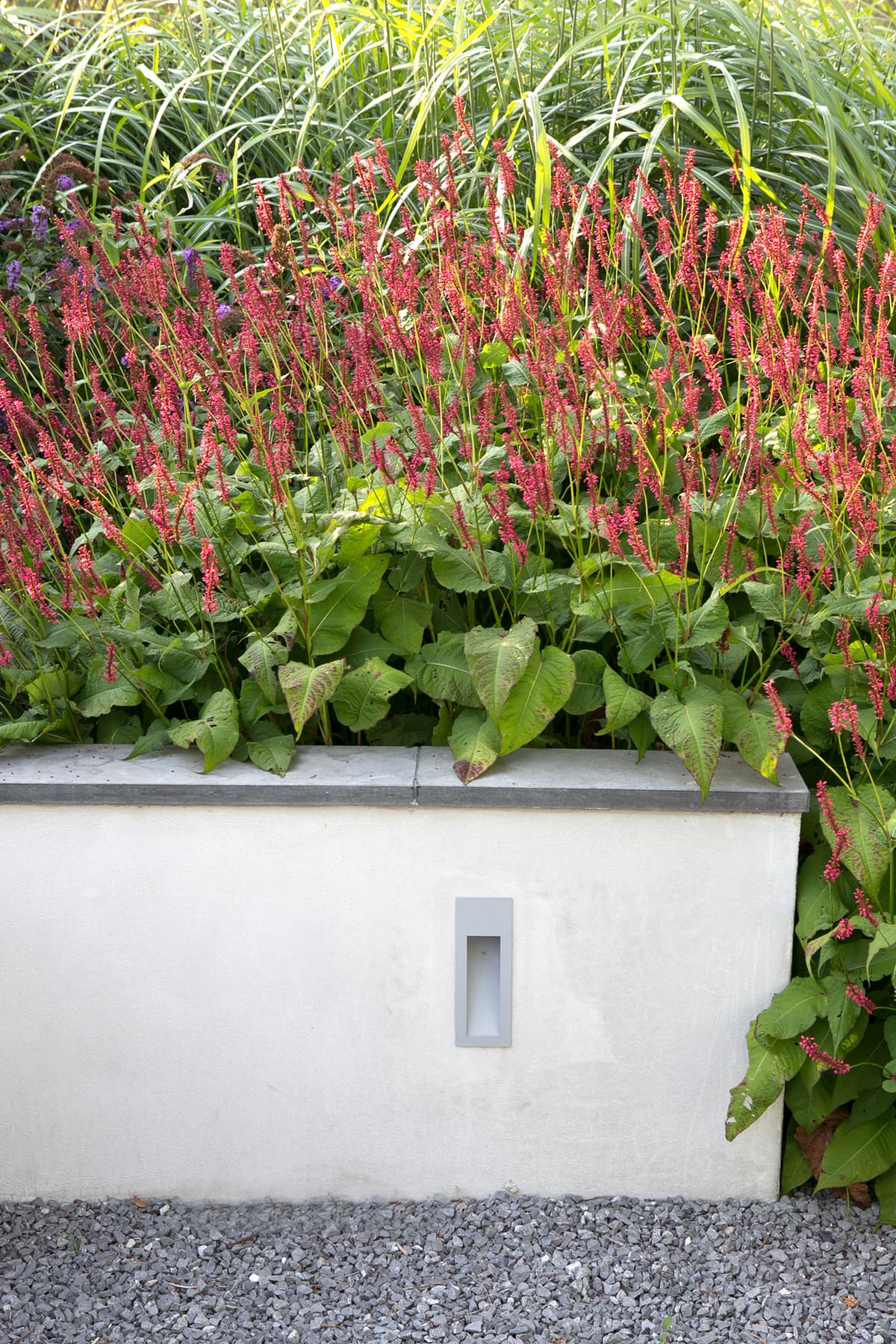 Moderne witte plantenbak met rode Persicaria en gele siergrassen