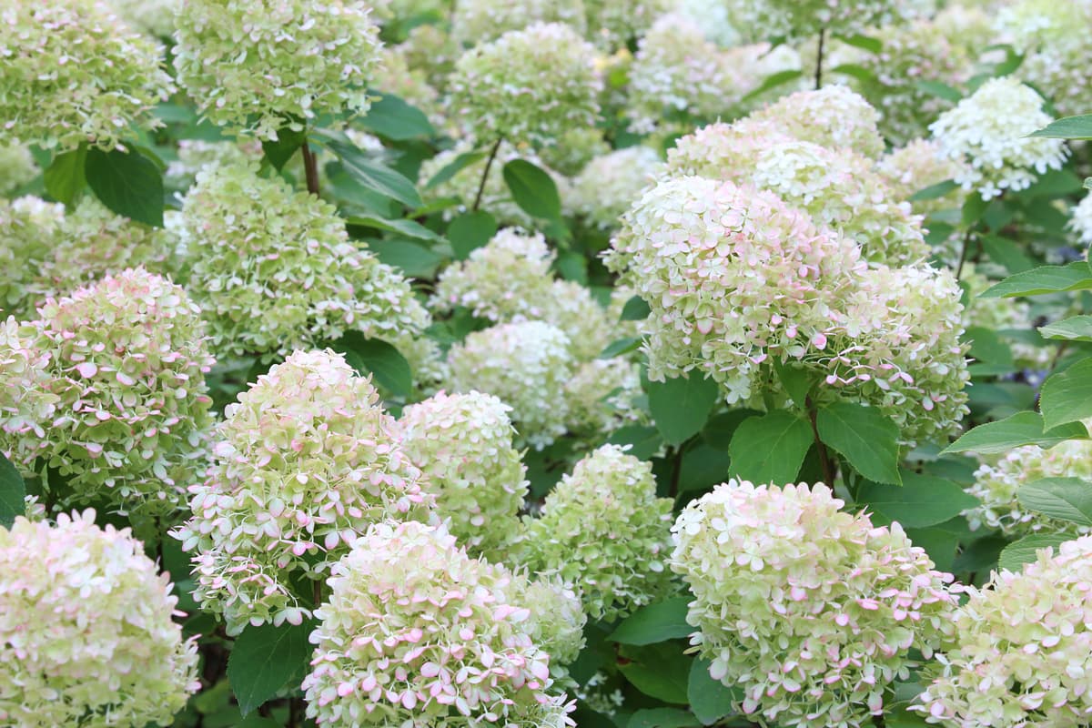 Close-up van witte en roze pluimhortensia's in volle bloei