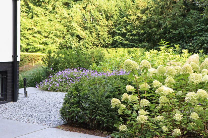 Witte hortensia's en paarse bloemen in tuinborder