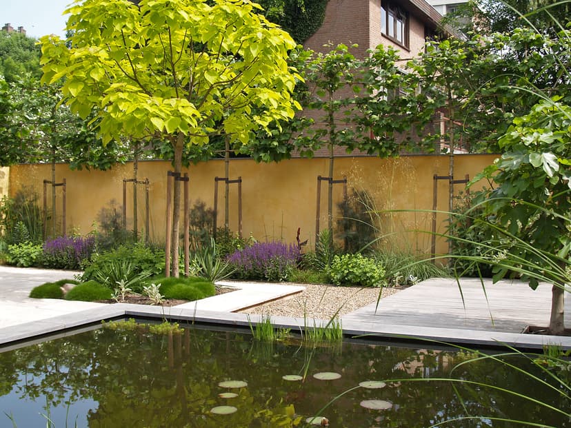 Tuin met vijver, okergele muren, bomen met steunen en paarse bloemen