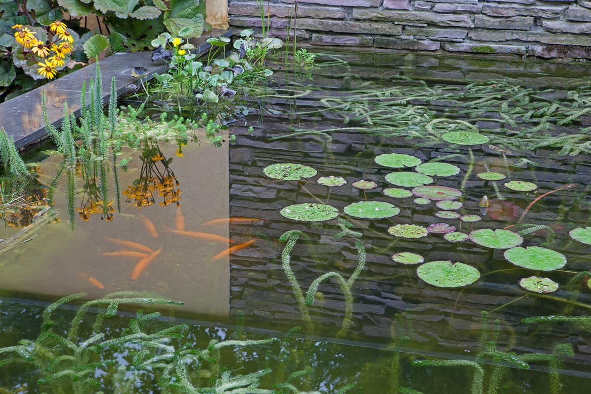 Vijverdetail met waterlelies en zichtbare vissen