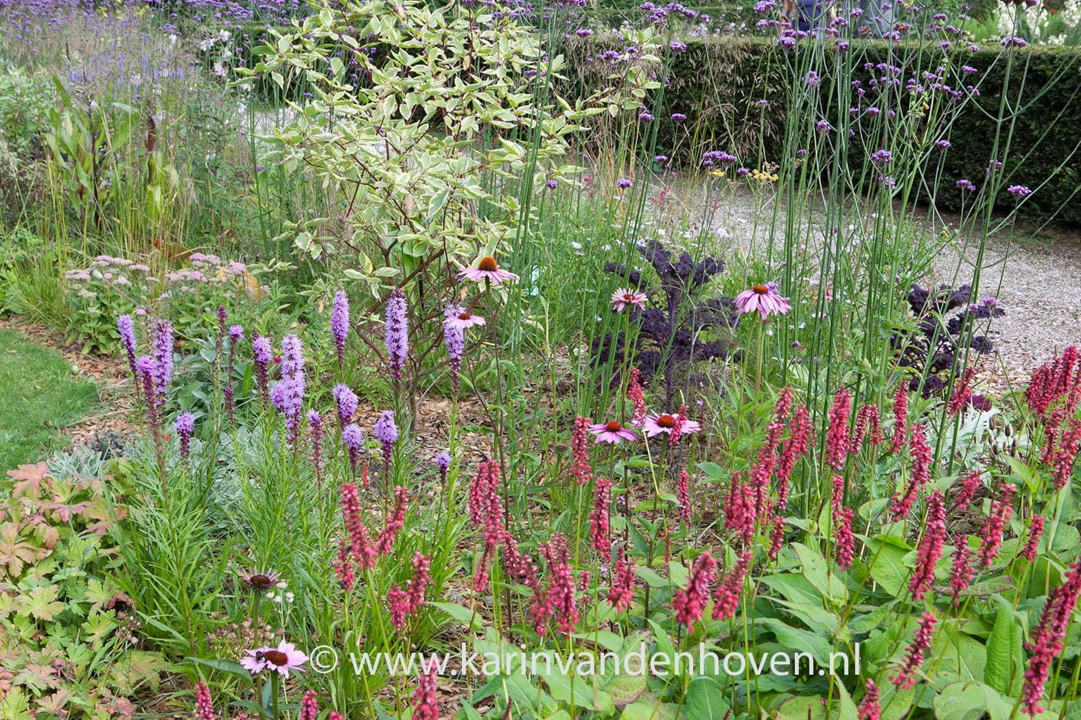 Vlinderborder met Persicaria, Liatris, Echinacea en Allium
