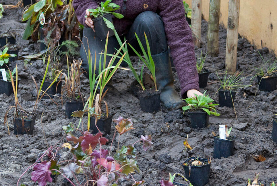 Border inplanten in de tuin