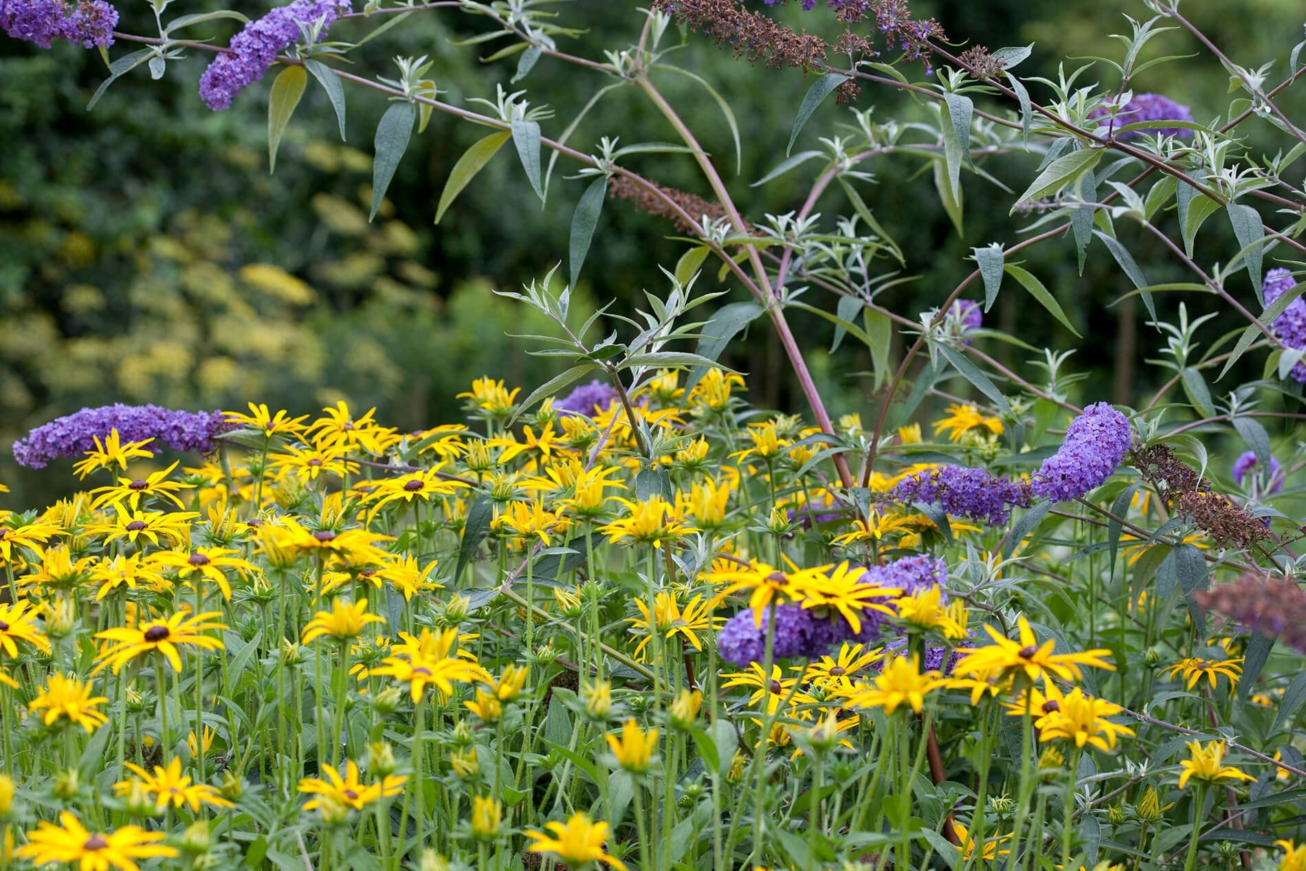 Kleurrijke tuin met vlindervriendelijke bloemen