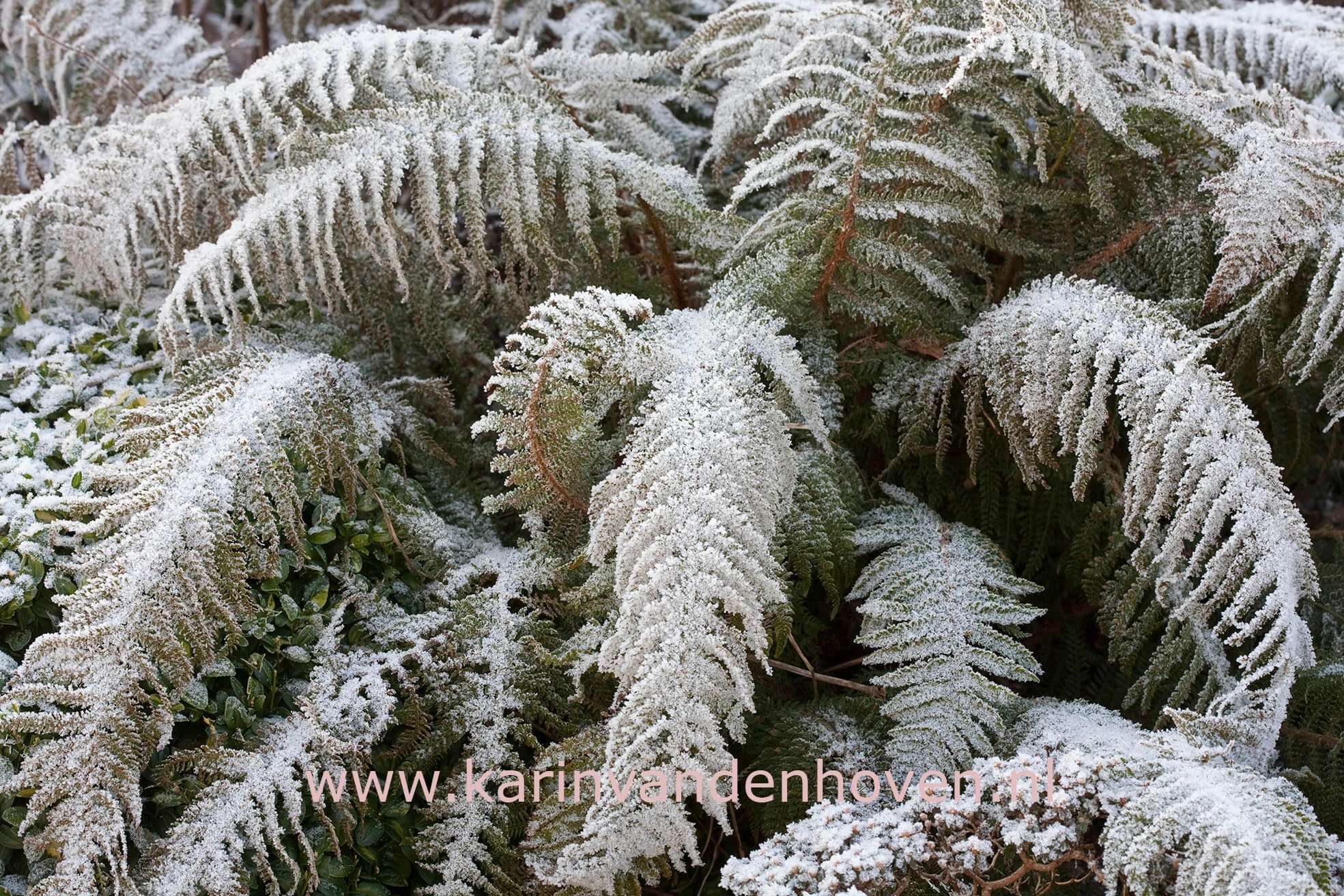 Wintertuin met structuurplanten en winterse sfeer